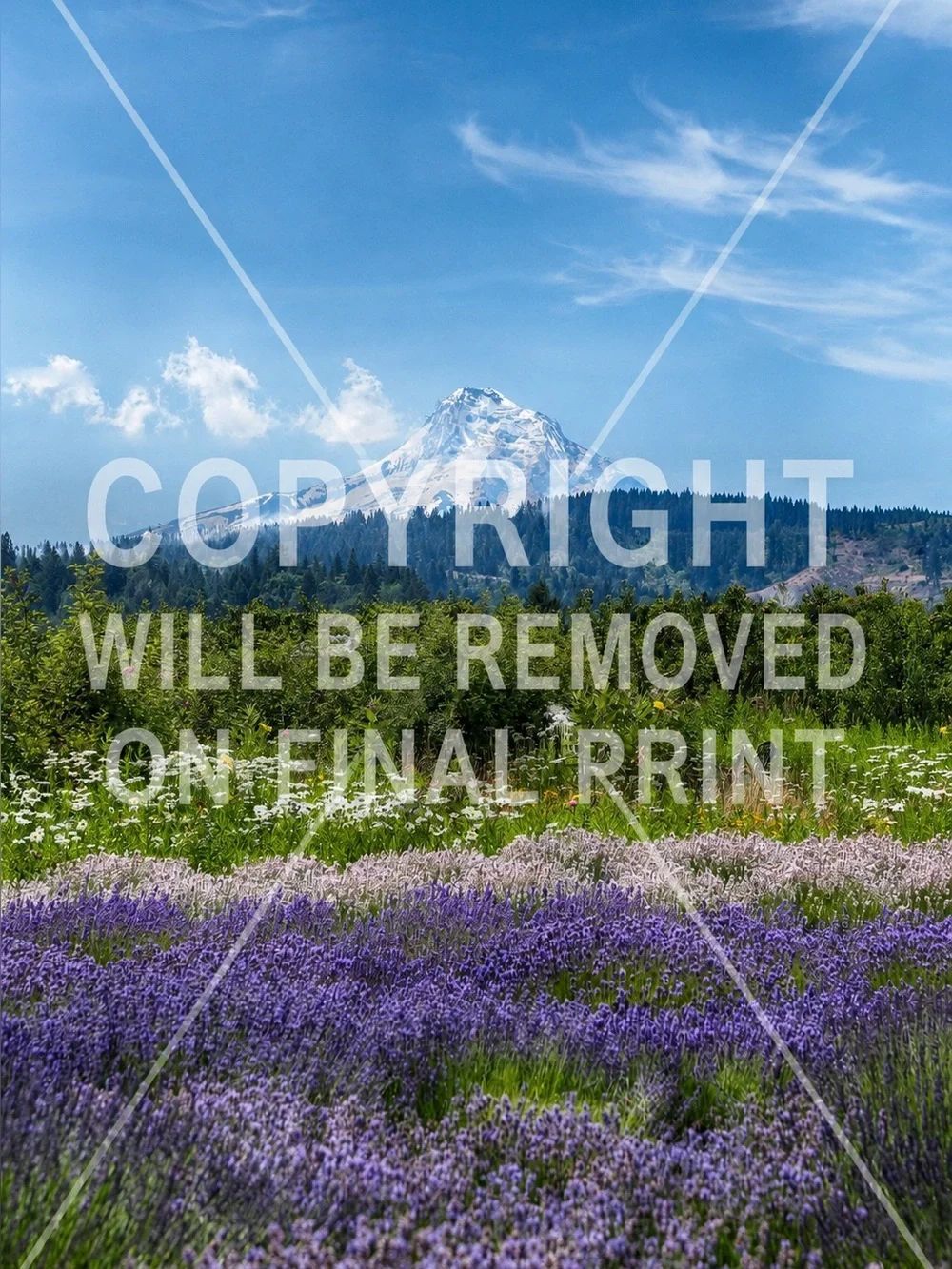 Scenic Lavender Field Mountain Wall Art Print - Purple